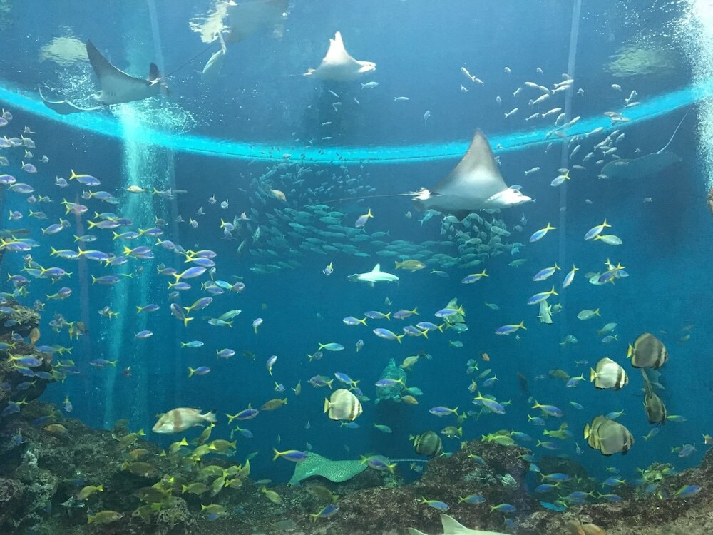鴨川シーワールド④