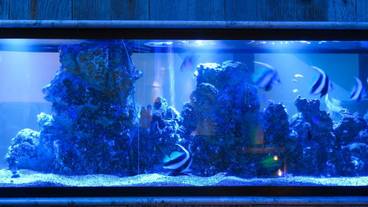 レストラン / 13