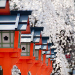 【京都】まるで桜のミュージアム！約60種の桜咲く「平野神社」でお花見♪