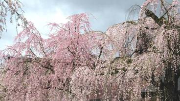 施設の敷地 / 15