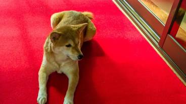 ペット同伴可 / 2