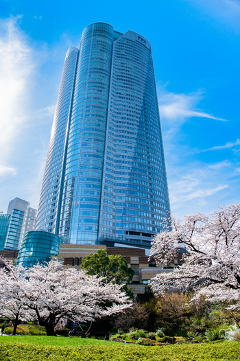 東京 六本木ヒルズ 桜