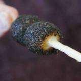 一力（イチリキ）