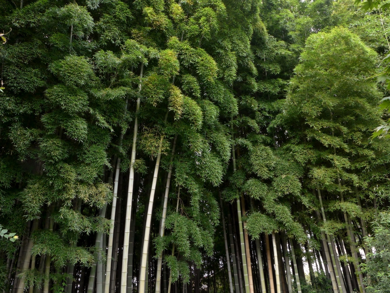 これが圧巻の竹林風景！！888408