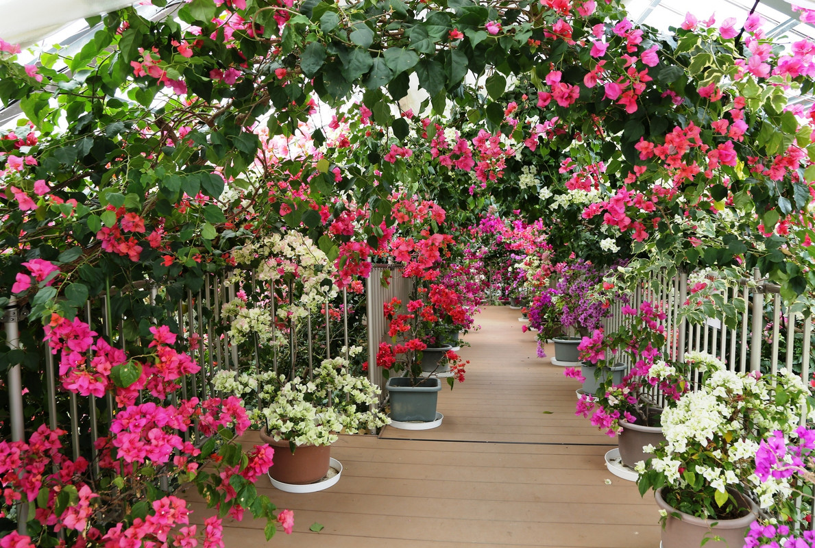 ブーゲンハウス嬉野