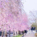 春らんまんの桜女子旅♡温泉&喜多方ラーメンも♪福島1泊2日プラン