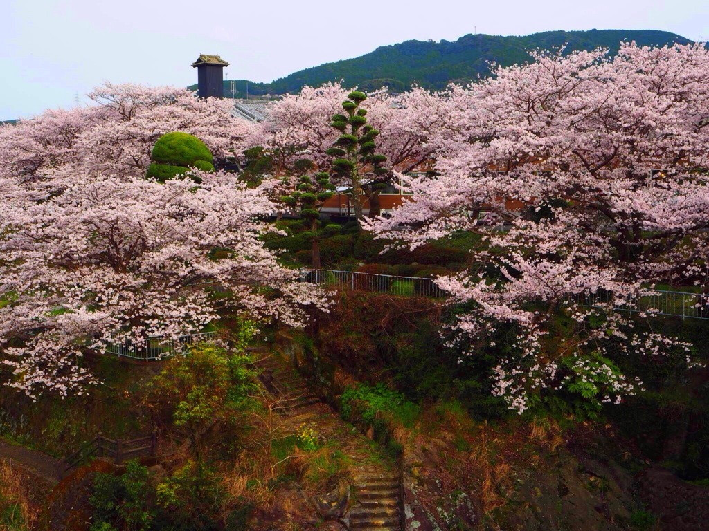 5.【嬉野市】嬉野温泉4064022