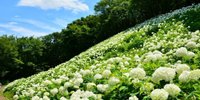 梅雨の時期に行きたい♡東京のあじさいの名所6選