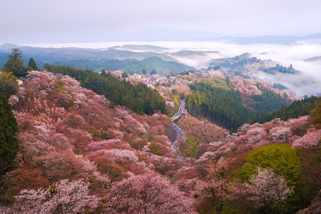 【世界遺産】 吉野山1071034