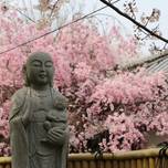 神戸の花見スポット！実は名所、桜で賑わう「有馬温泉」を散策しませんか？