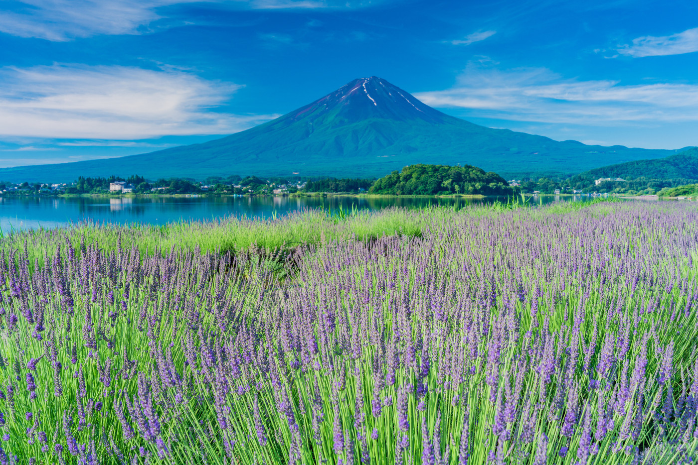 （山梨県）大石公園のラベンダーの花畑　富士山