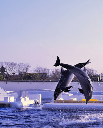 ペンギンにイルカも！？京都市内で会える水辺の生き物たち2330983