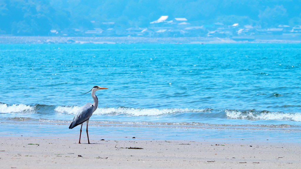 佐賀の焼き物や自然、グルメを女子一人旅でじっくり堪能3506888