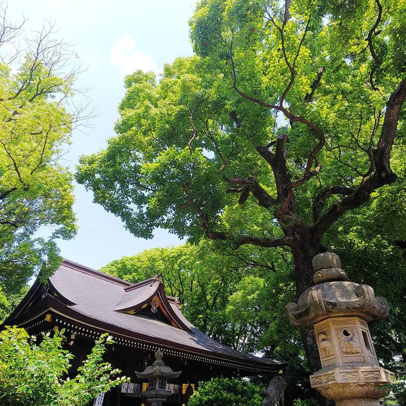 「若宮八幡社」 / 4