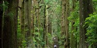 初めてでも大丈夫！石畳を歩く、熊野古道おすすめウォーキングコース！