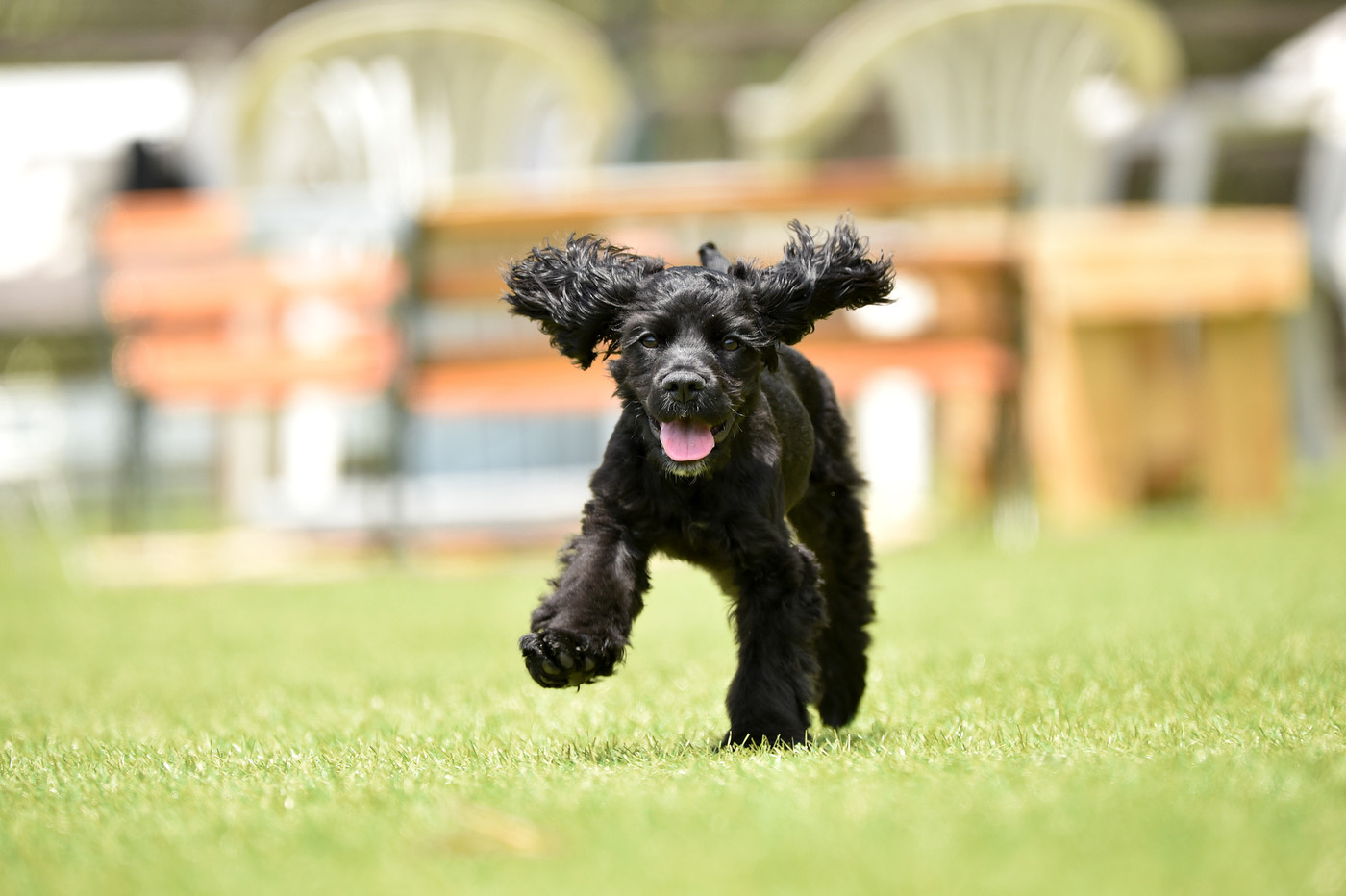 ドッグランで遊ぶアメリカンコッカーのパピー