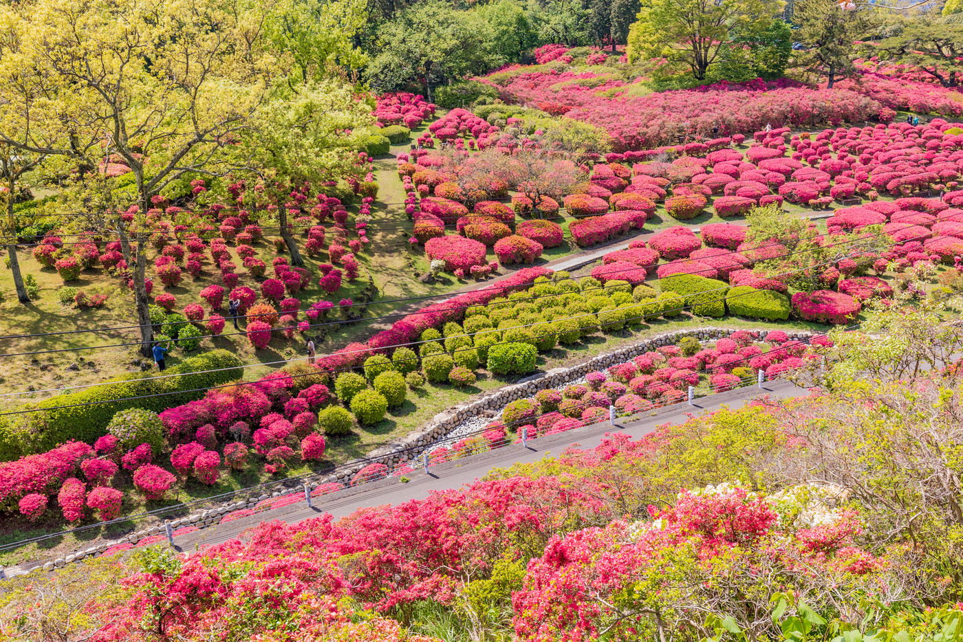 （静岡県）東伊豆・小室山　満開のツツジ