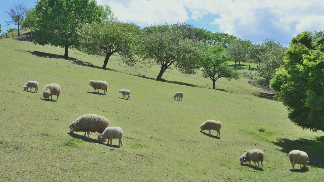 伊香保の牧場で
自然や動物とふれあう
 / 1