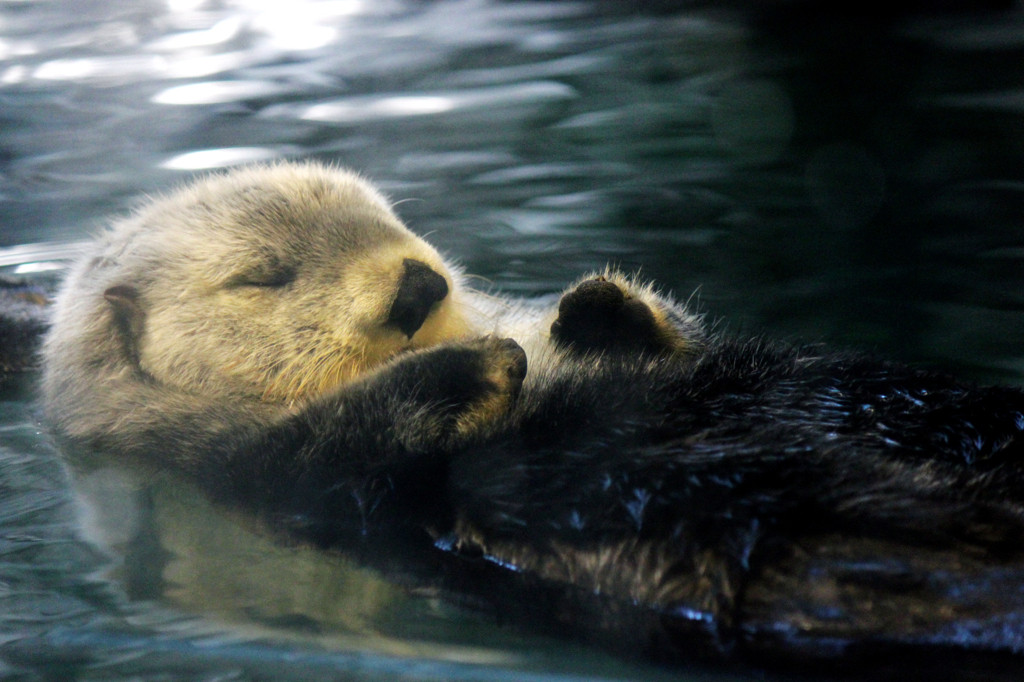 1. 須磨海浜水族園787860