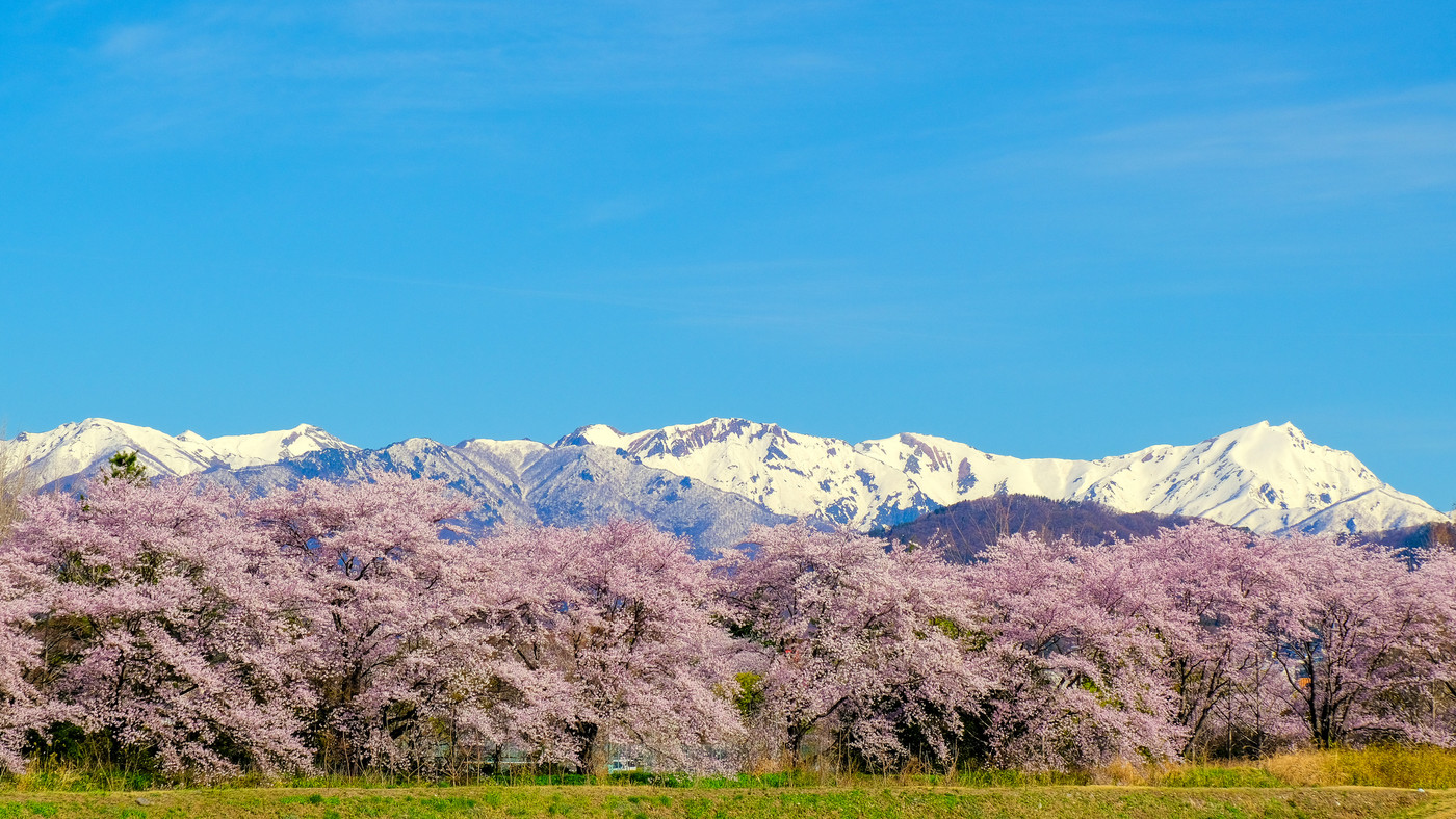 桜並木と谷川連峰