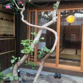 古都庵(京都府 町家) / 4