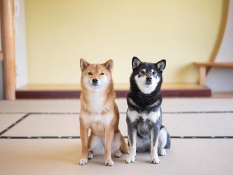 浜名湖わんわんパラダイスホテル / 5