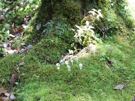 コテージ 屋久杉の家（屋久島） / 5