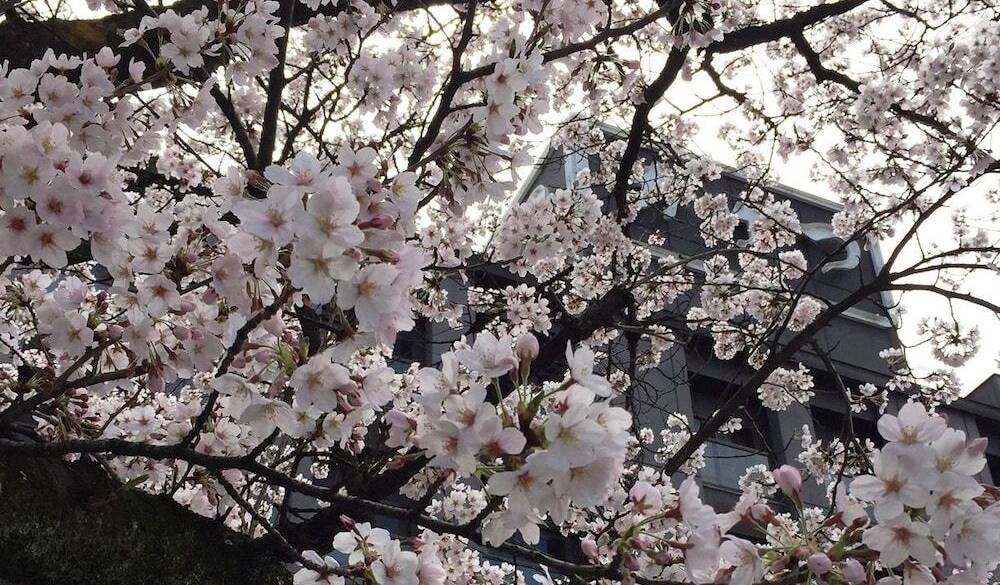 桜 / 4