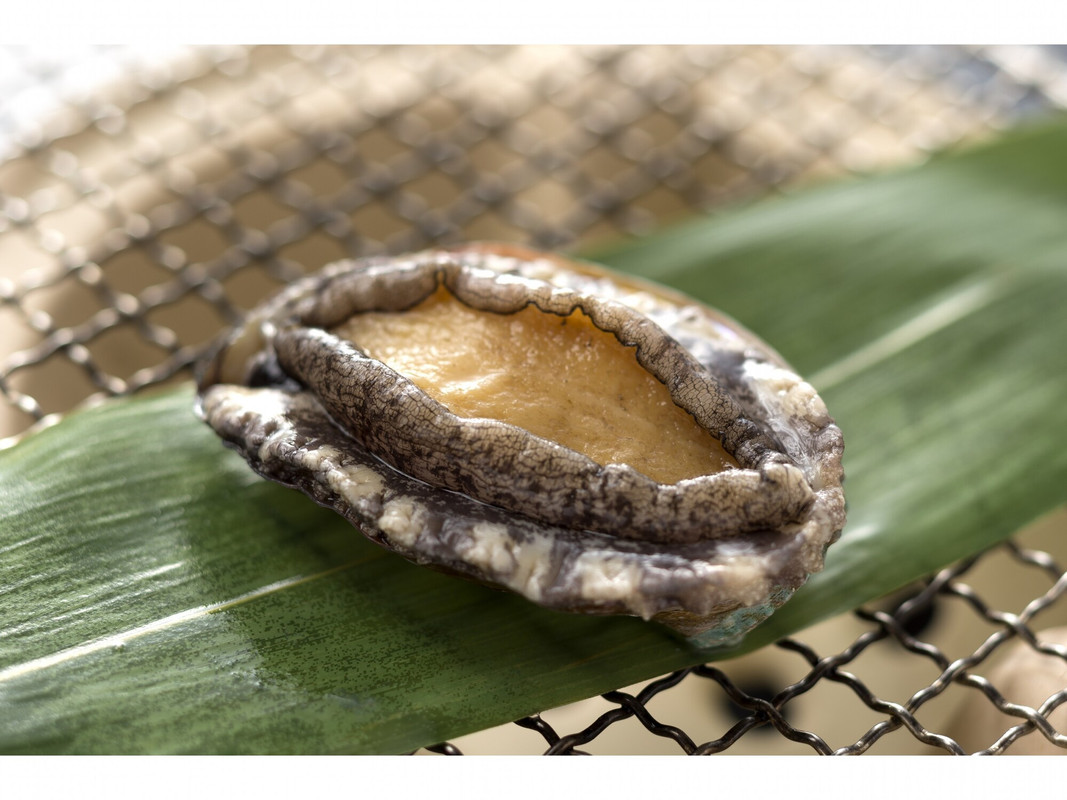 abalone