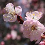 待ち遠しい春が来る！名古屋の梅の名所へお出かけしましょう♪