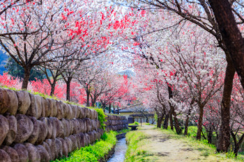 Hirugami onsen with peach blossoms in full bloom