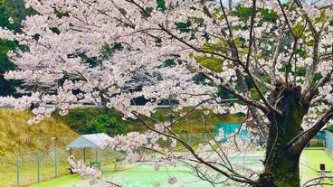 テニスコート / 4