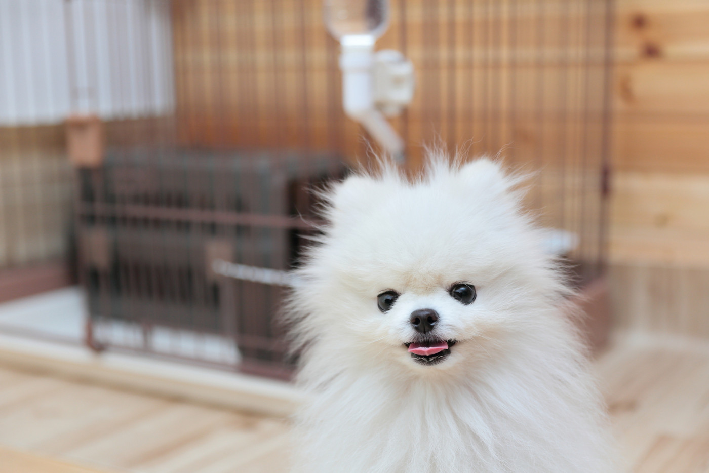 愛犬のポメラニアン