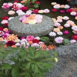 【奈良】ご利益祈願の開運ひとり旅♡大和四寺巡礼と参拝グルメ