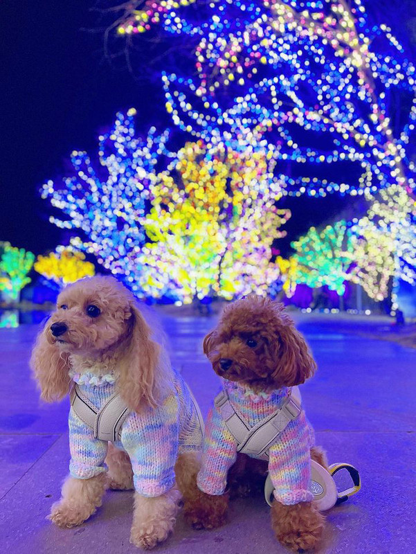 kitty_chan.poodleさんの写真 / 2