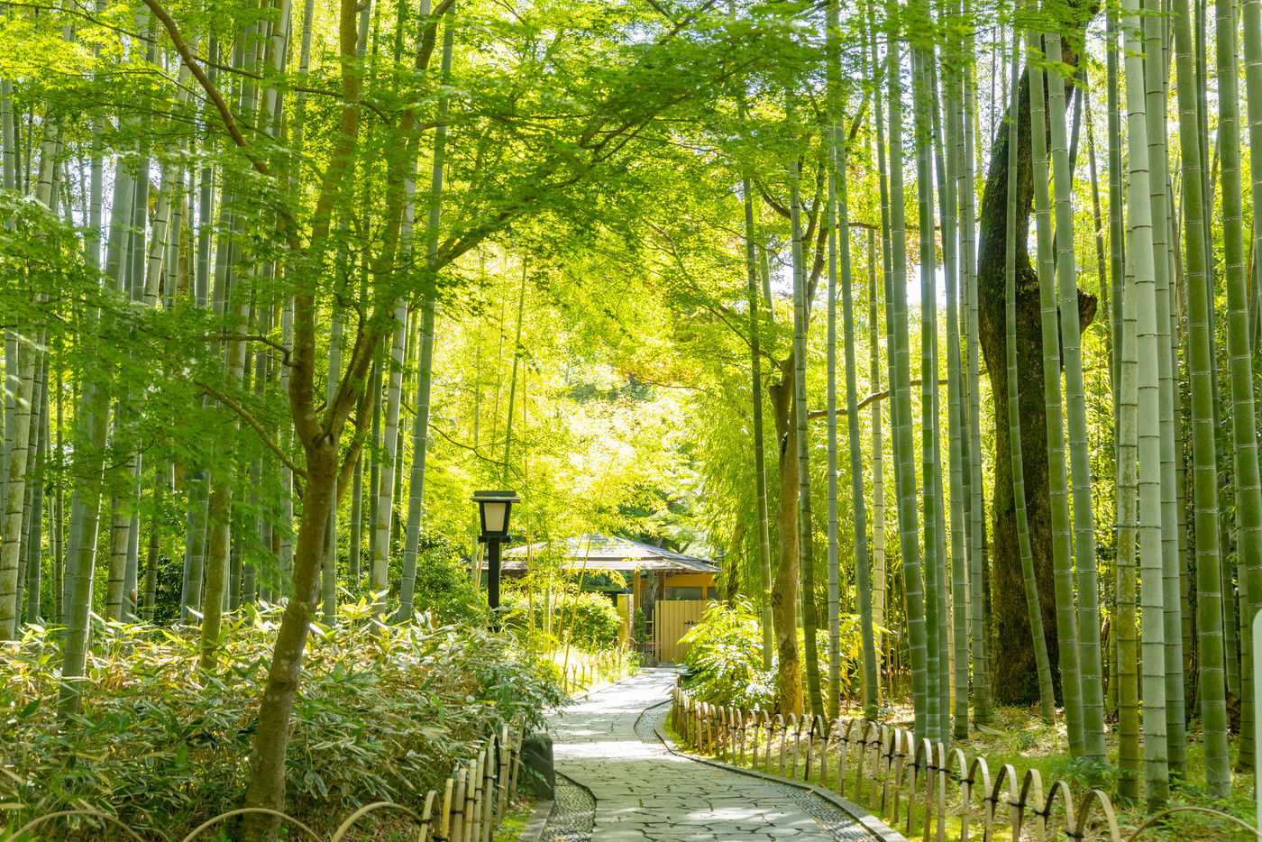 修善寺温泉　竹林の小径