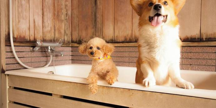 高山わんわんパラダイスホテル＆コテージ（岐阜県 リゾートホテル） / 1