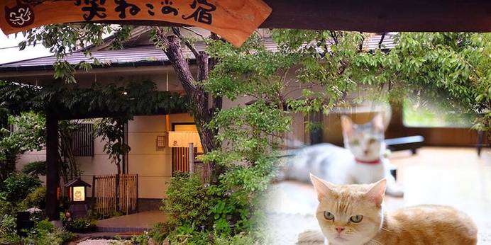 ゆふいん 笑ねこの宿（大分県 旅館） / 1