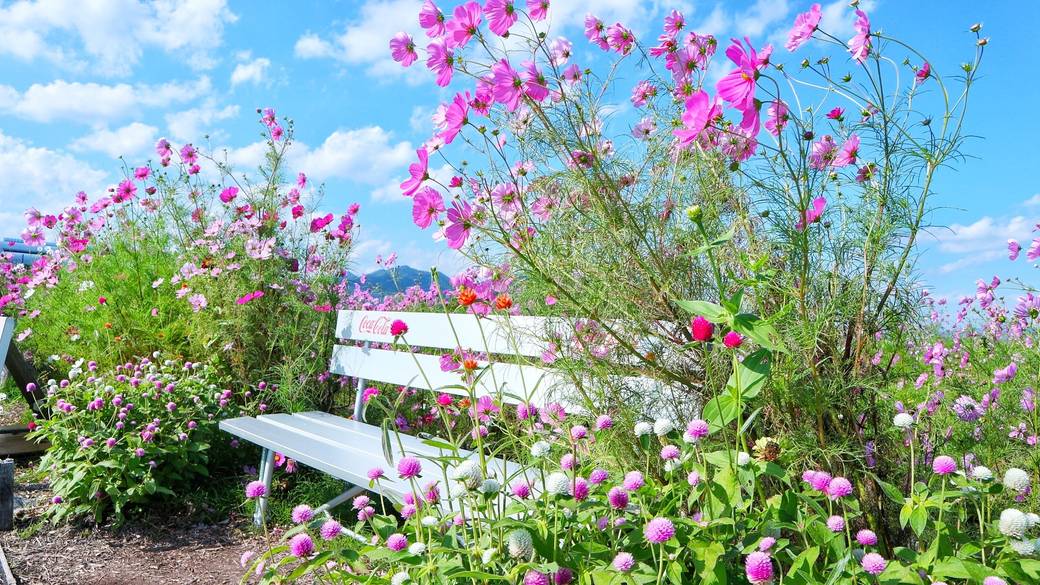 秋はコスモスが見ごろ
「夢コスモス園」 / 1