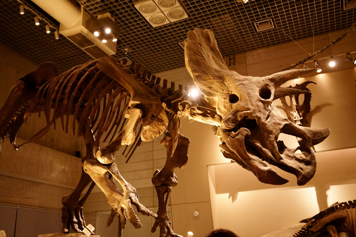 上野：トリケラトプス