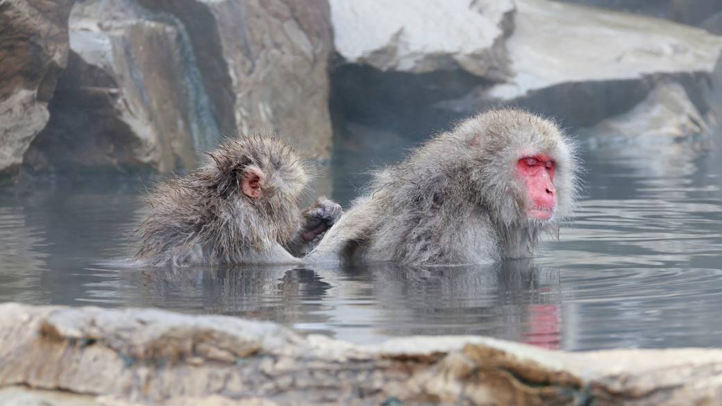 湯田中温泉や
渋温泉を観光 / 2