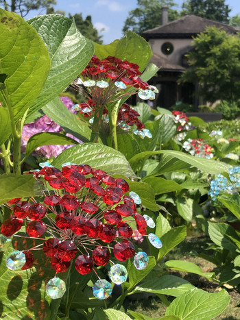 日の光をうけてキラキラ！