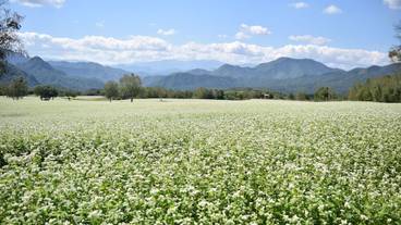 ランド ビュー / 6