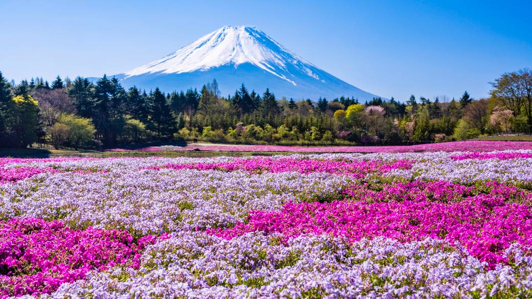 富士芝桜まつり / 2