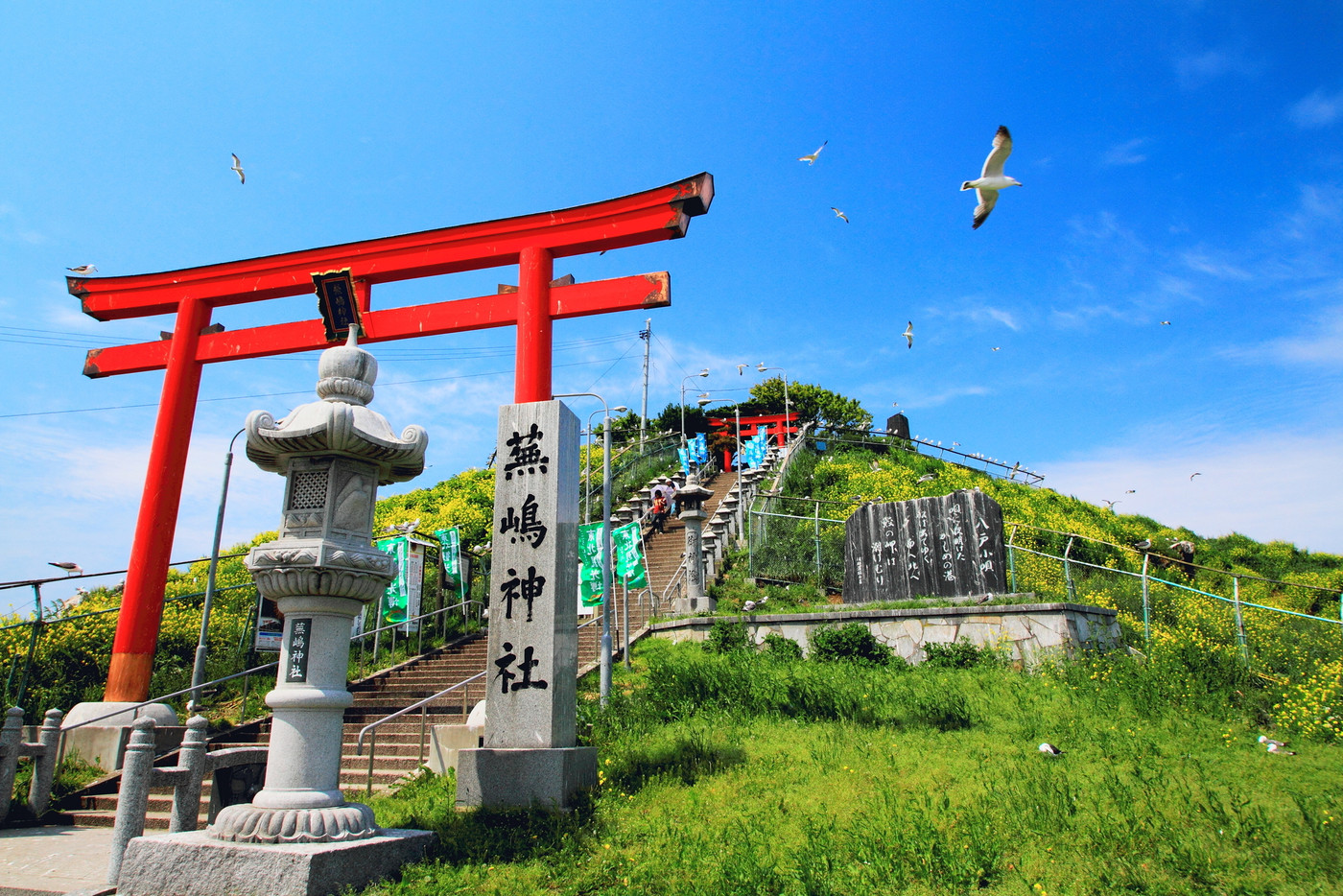 春の蕪島