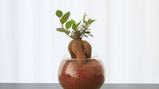 スタンダード ルーム クイーンベッド 1 台