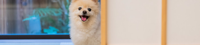 【関西】ペット同伴可♪愛犬と泊まれるホテル・旅館おすすめ15選