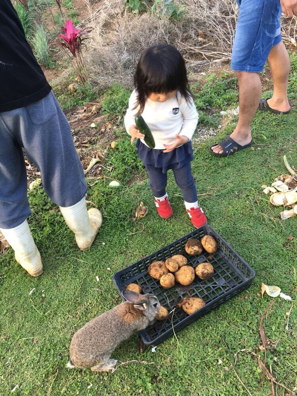 バーベキュー / ピクニック エリア