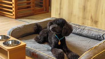 ペット同伴可 / 2