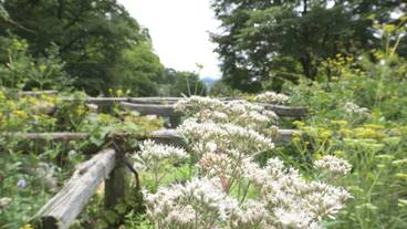 萌木の村の自然(2) / 7